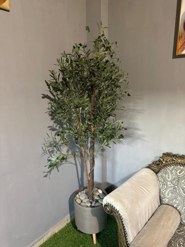 olive plant with pot